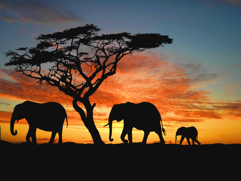 African-Elephant-Namibia-Wallpapers