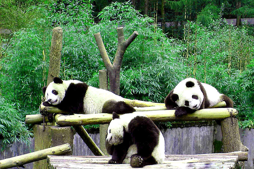 chengdu-china